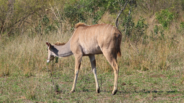 EENZAME KUDU GEIT