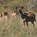 MOOI KUDU GEIT MET OSSEPIKKER