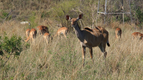 MOOI KUDU GEIT MET OSSEPIKKER