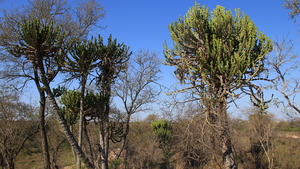 GROTE EUPHORBIA'S