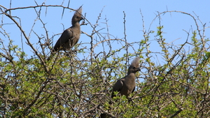 EEN KOPPELTJE BRUINE MUISVOGELS