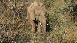 OLIFANT SMULT AAN HET GRAS