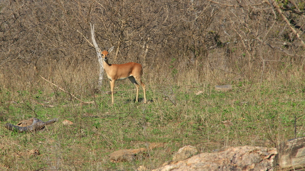 EEN STEENBOK TUSSEN HET STRUIKGEWAS (2)