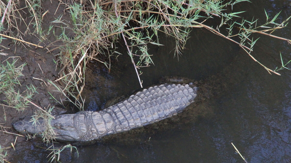 VAN DEZE KROKODIL LIGT IS NOG EEN HEEL STUK ONDERWATER