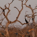 SLANGEHALS VOGEL OP DE LOER VOOR EEN VISJE