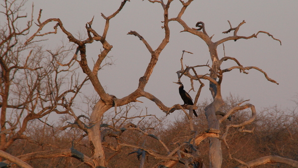 SLANGEHALS VOGEL OP DE LOER VOOR EEN VISJE