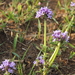 OOK DE LENTEBLOEMEN KLEUREN HET LANDSCHAP