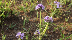 OOK DE LENTEBLOEMEN KLEUREN HET LANDSCHAP