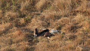 OVERSCHOT VAN EEN PROOI IN HET DORRE GRAS