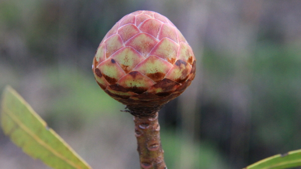 EEN BLOEMKNOP