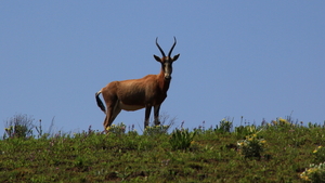 'S MORGENS EEN BLESBOK VOOR DE DEUR