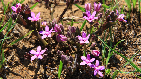 PRACHTIGE ALPIENE LENTEBLOEMEN (1)