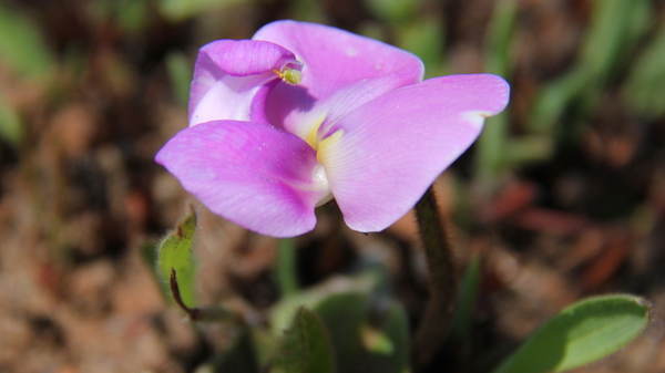 NOG WAT ALPIENE LENTE BLOEIERS (1)