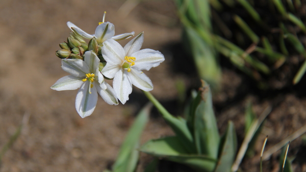 NOG WAT ALPIENE LENTE BLOEIERS (3)