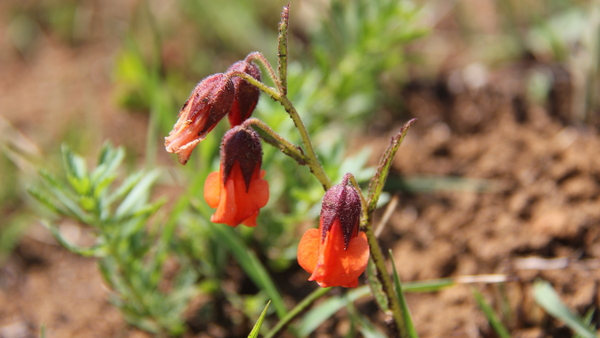 NOG WAT ALPIENE LENTE BLOEIERS (4)