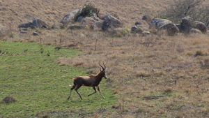 EEN BLESBOK IN DRAF