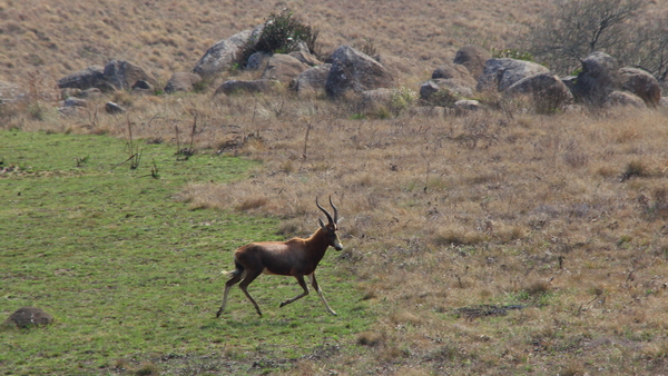 EEN BLESBOK IN DRAF