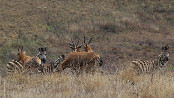 ALS WE DICHTERBIJ KOMEN BEMERKEN WE OOK ZEBRA'S ERBIJ