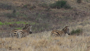 DE ZEBRA'S SLENTEREN TRAAG WEG (1)