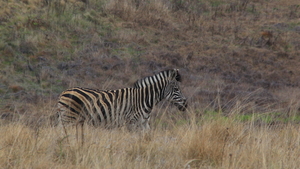 DE ZEBRA'S SLENTEREN TRAAG WEG (2)