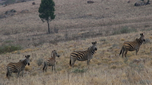 DE ZEBRA'S SLENTEREN TRAAG WEG (3)