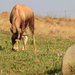 EEN GRAZENDE BLESBOK