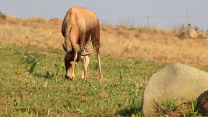 EEN GRAZENDE BLESBOK