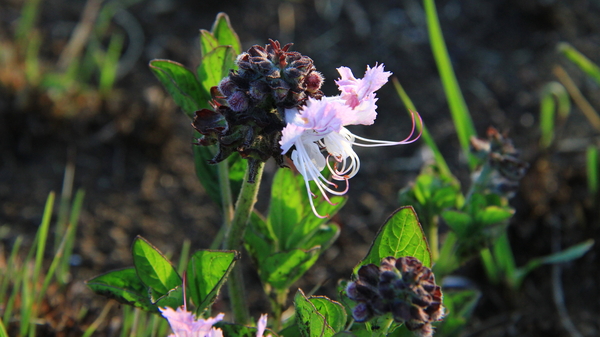 OOK DE ALPIENE BLOEMPJES SCHITTEREN WEER (2)