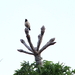 EEN VOGEL BOVEN OP EEN NIEUWE BLADKNOP