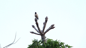 EEN VOGEL BOVEN OP EEN NIEUWE BLADKNOP