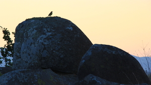 EEN VOGEL LIJKT OOK VAN DE ZONSONDERGANG TE GENIETEN