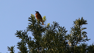 MOOI VOGELTJE IN BOOMTOP