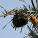 EEN MASKER WEVERVOGEL BIJ ZIJN NEST (1)