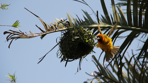 EEN MASKER WEVERVOGEL BIJ ZIJN NEST (1)