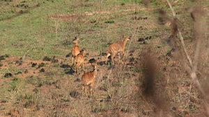 OP WANDEL IN HET PARK - ENKELE KUDU'S IN DE VALLEI