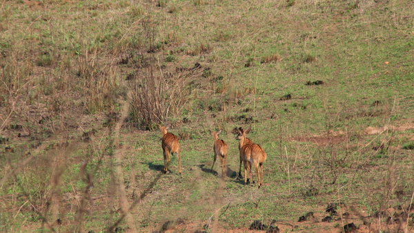 NOG DE KUDU'S