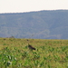 EEN KORI TRAP (KORI BUSTARD) (1)