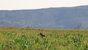 EEN KORI TRAP (KORI BUSTARD) (1)