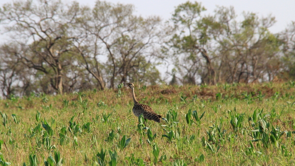 EEN KORI TRAP (KORI BUSTARD) (2)