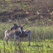 ZEBRA'S TUSSEN DE GRASSEN