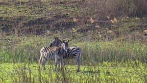 ZEBRA'S TUSSEN DE GRASSEN