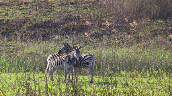 ZEBRA'S TUSSEN DE GRASSEN