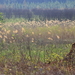 GROTE TERMIETENHEUVEL TUSSEN HET GRAS