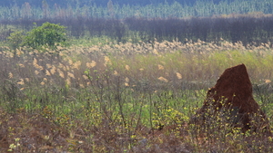 GROTE TERMIETENHEUVEL TUSSEN HET GRAS