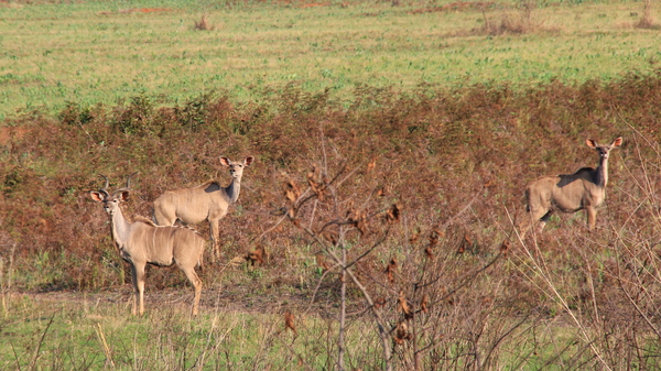 OOK HIER WEER KUDU'S