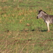 ALSOOK ZEBRA'S