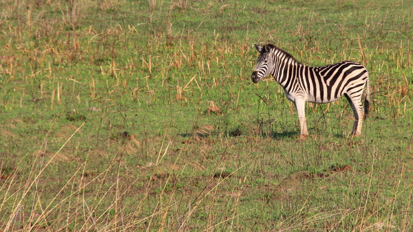 ALSOOK ZEBRA'S