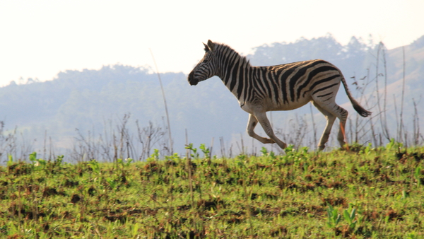 ZEBRA'S IN GALOP (2)