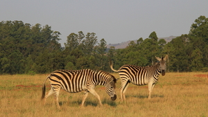 TOCH MOOIE DIEREN DEZE ZEBRA'S (1)