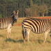 TOCH MOOIE DIEREN DEZE ZEBRA'S (2)